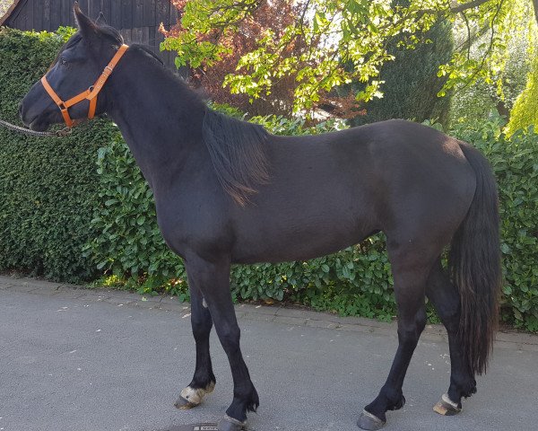 broodmare MVM Snowball (Rocky Mountain Horse, 2017, from RVF's Risky Business)