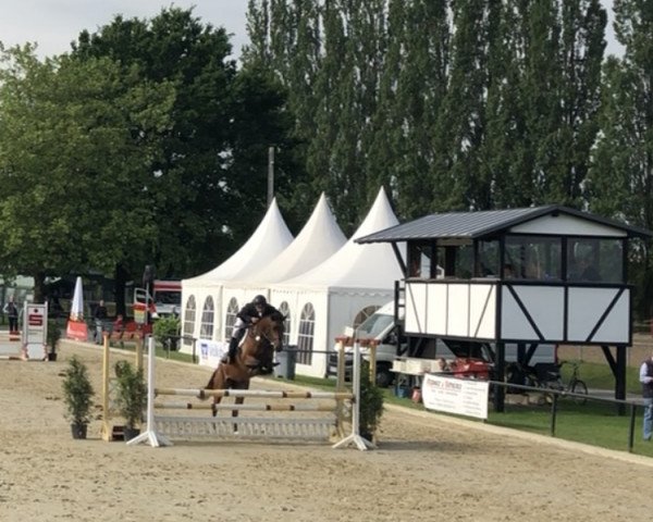 horse Choco Crossie S (Westphalian, 2013, from Cup Cooper)