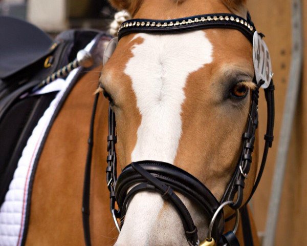 dressage horse Gretel (Haflinger, 2013, from Adlerschild SG)