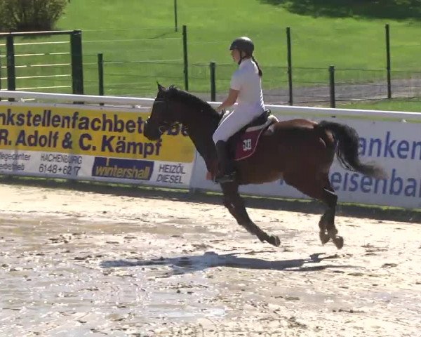 Summermeeting der Springreiter Hachenburg 2016
