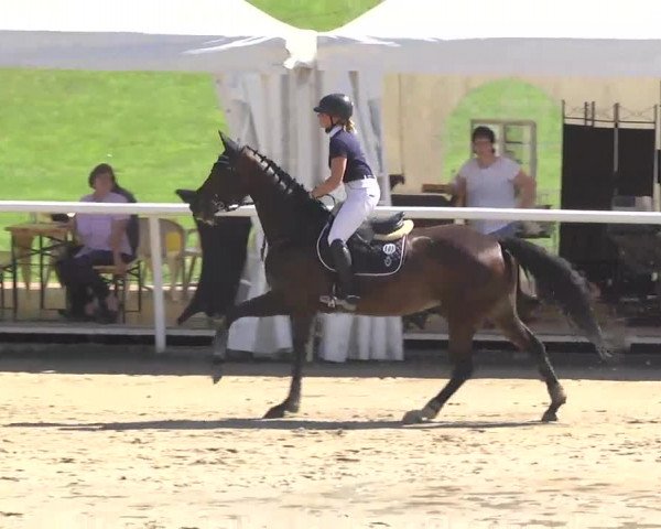 Summermeeting der Springreiter Hachenburg 2016