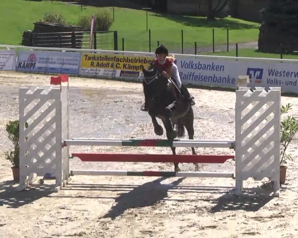 Summermeeting der Springreiter Hachenburg 2016