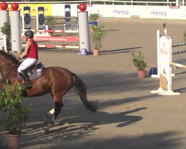 Summermeeting der Springreiter Hachenburg 2016