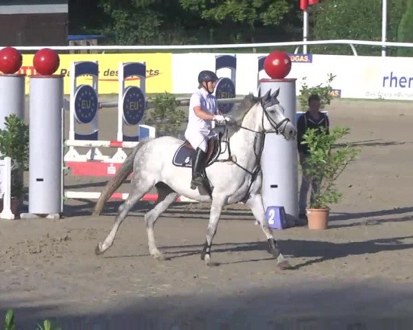 Summermeeting der Springreiter Hachenburg 2016