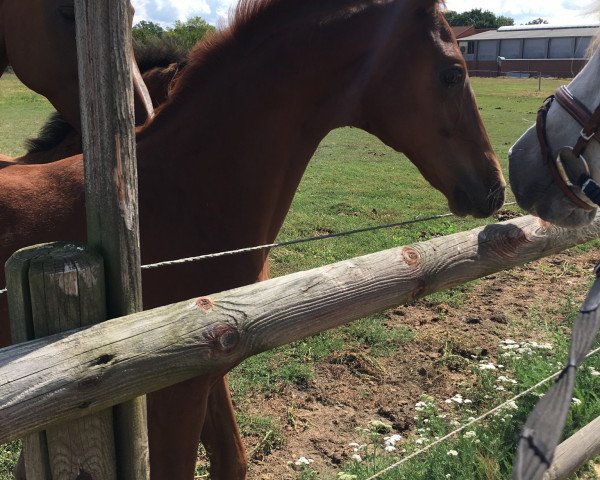 horse Fritz (Hanoverian, 2019, from Finnigan)