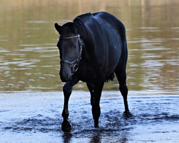 horse Jette (Trakehner, 2013, from Hirtentanz 2)
