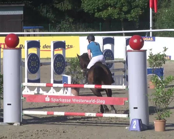 Summermeeting der Springreiter Hachenburg 2016