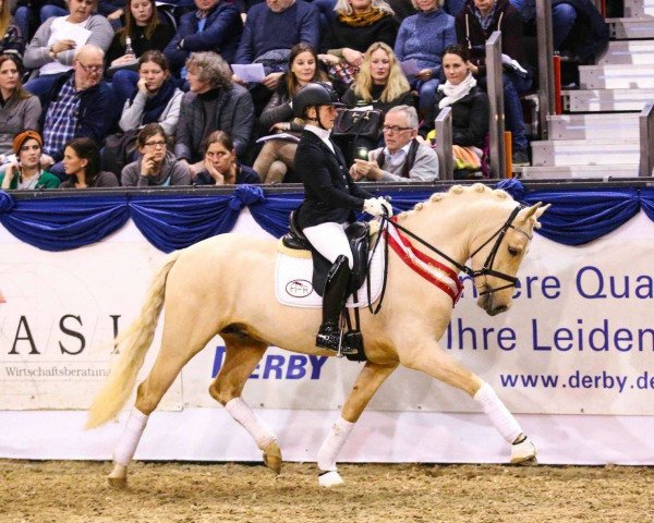 Dressurpferd Gabalier (Deutsches Reitpony, 2016, von Golden West NRW)