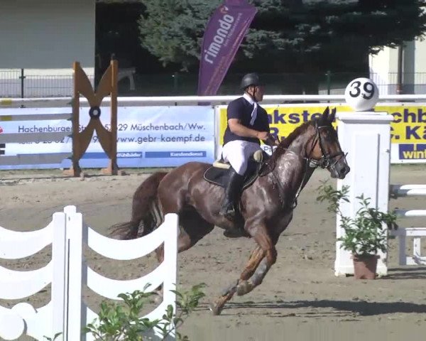 Summermeeting der Springreiter Hachenburg 2016