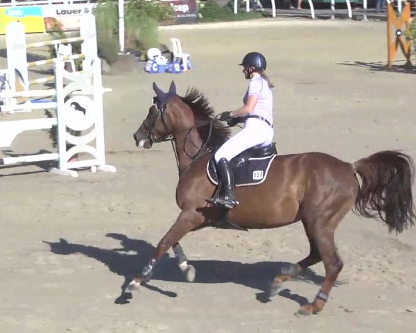 Summermeeting der Springreiter Hachenburg 2016
