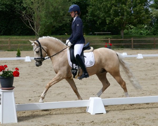 Dressurpferd DSP Gustl (Deutsches Reitpony, 2014, von Golden State 2)