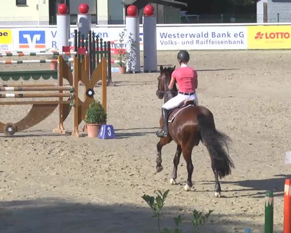Summermeeting der Springreiter Hachenburg 2016