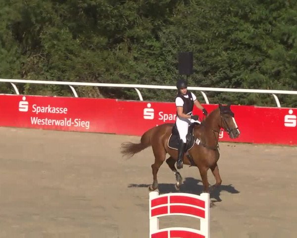 Summermeeting der Springreiter Hachenburg 2016