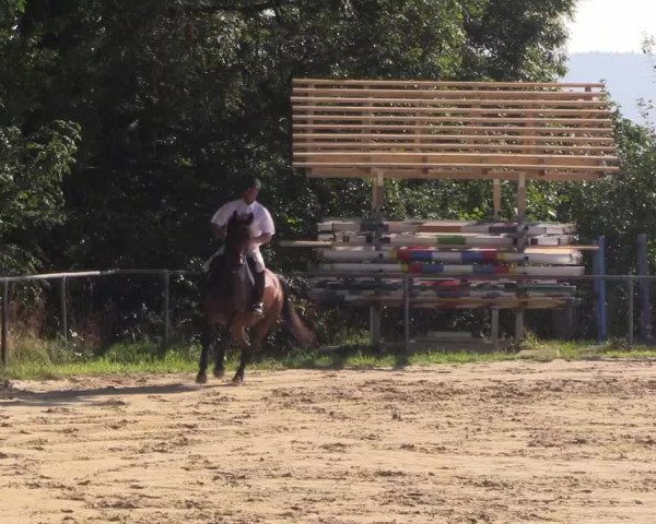 Reitturnier Bühren-Breckerfeld 2016