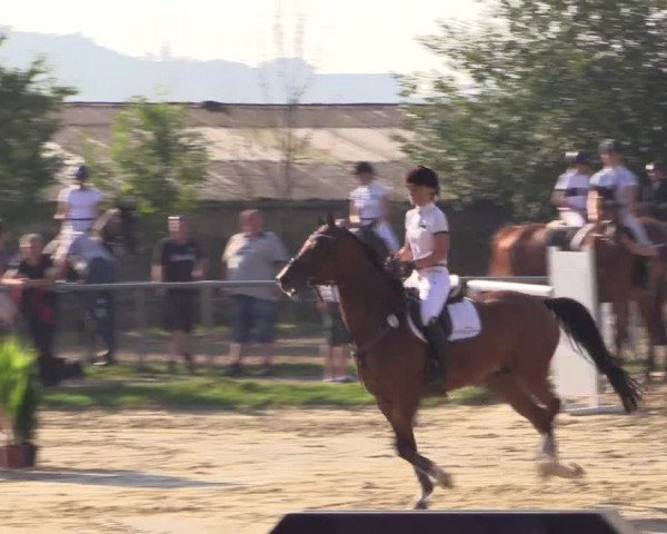 Reitturnier Bühren-Breckerfeld 2016