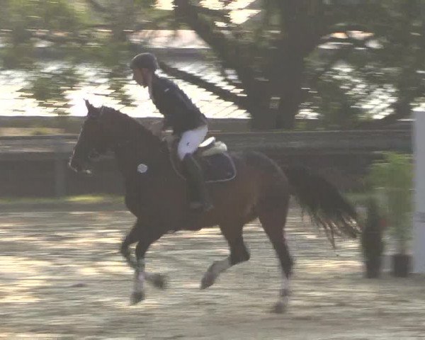 Reitturnier Bühren-Breckerfeld 2016