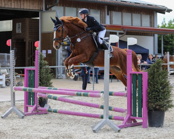 jumper Miss Beautiful (Bavarian, 2004, from Entertainment)