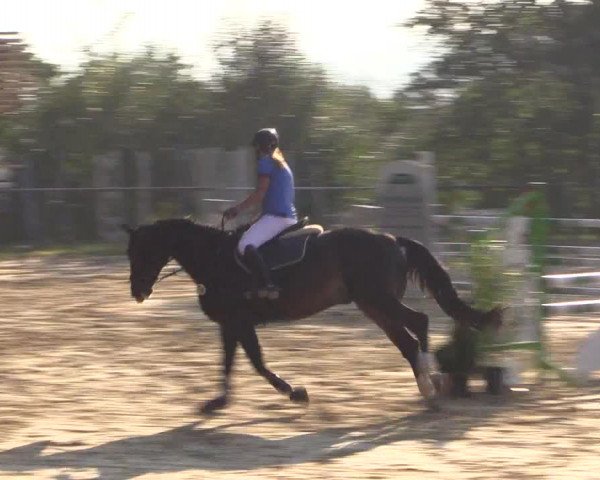 Reitturnier Bühren-Breckerfeld 2016