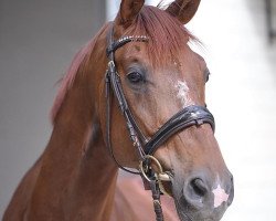 dressage horse Rainmann 2 (Württemberger, 2009, from Rubin Royal OLD)