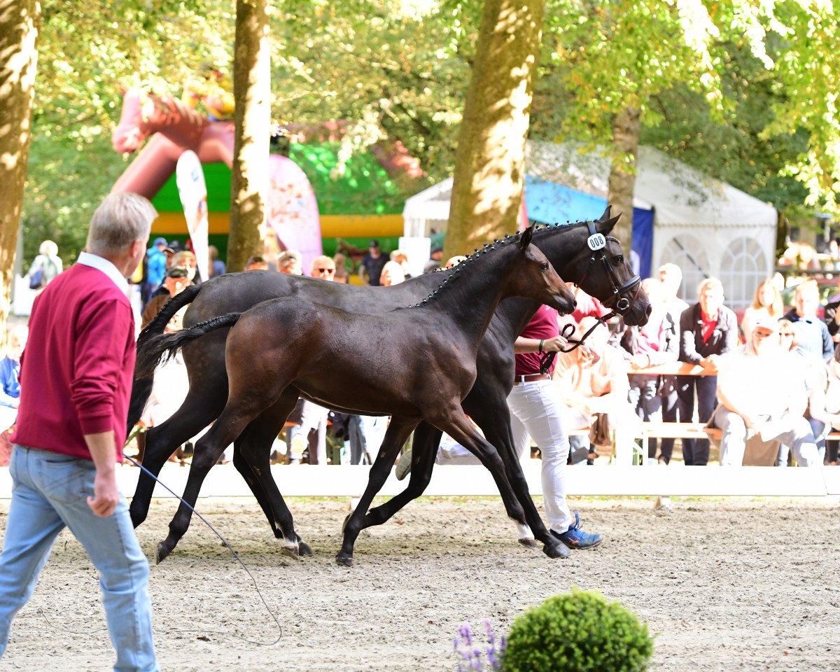 broodmare Lafayette B (Holsteiner, 2018, from Catch)