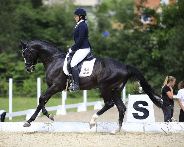 Dressurpferd Special Touch (Trakehner, 2015, von Touch my Heart)