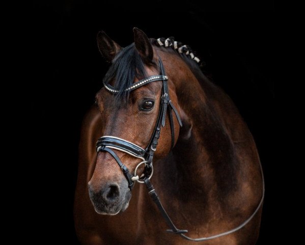 dressage horse Ocean Boy (German Riding Pony, 2003, from Ombri B) dressage horse Ocean Boy (German Riding Pony, 2003, from Ombri B)