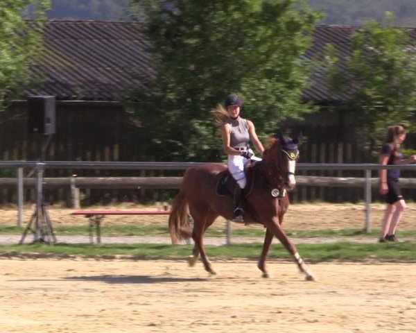 Reitturnier Bühren-Breckerfeld 2016