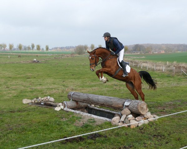 horse Dominator (Mecklenburg, 2015, from Do It 31)