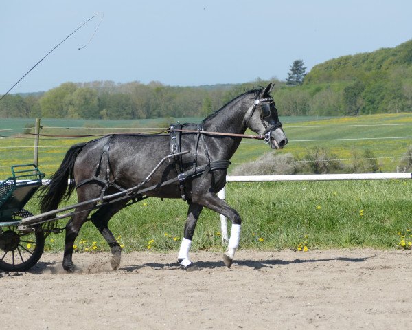 Pferd Goldblume (Mecklenburger, 2015, von Goldschmidt)