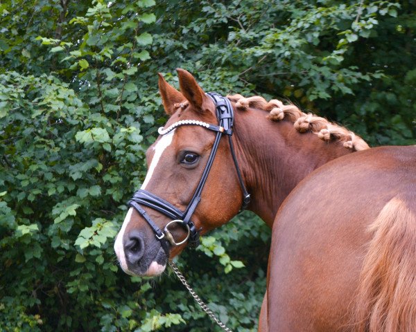 Dressurpferd Goes like Dressman (Deutsches Reitpony, 2006, von Top Grissue)