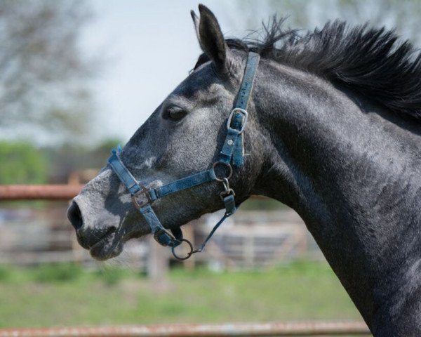 broodmare Upsy-Daisy (Oldenburg, 2014, from Diacontinus)