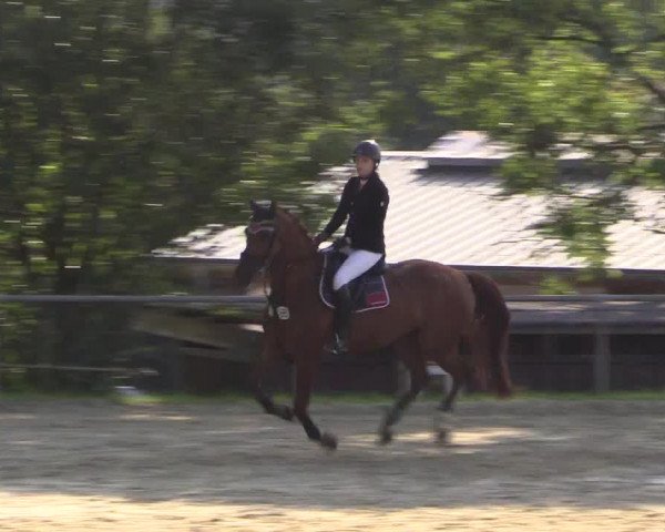 Reitturnier Bühren-Breckerfeld 2016