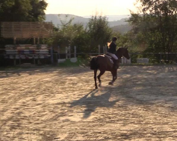 Reitturnier Bühren-Breckerfeld 2016
