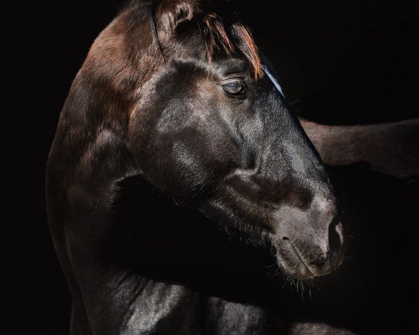 Pferd Funkel Stern (Bayer, 2017, von Federico Fellini)