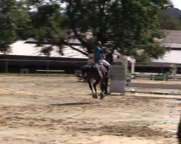 Reitturnier Bühren-Breckerfeld 2016
