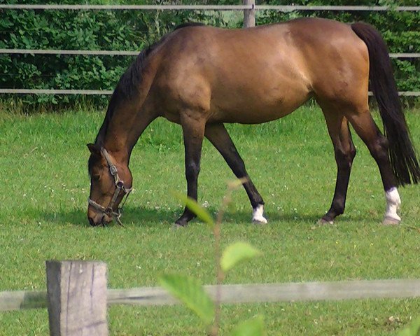 broodmare Fabiene (Westphalian, 2005, from Faberge)