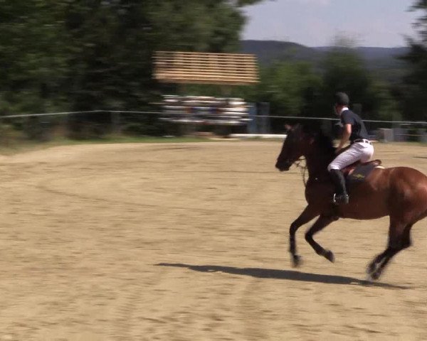 Reitturnier Bühren-Breckerfeld 2016