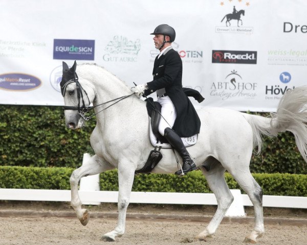 dressage horse Donabilis (Westphalian, 2008, from Dream On)