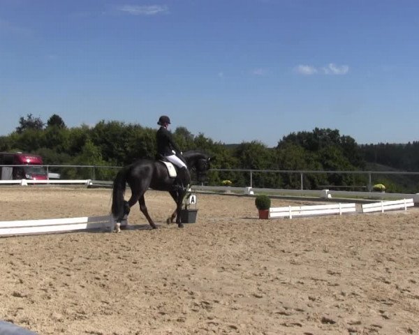 Reitturnier Bühren-Breckerfeld 2016