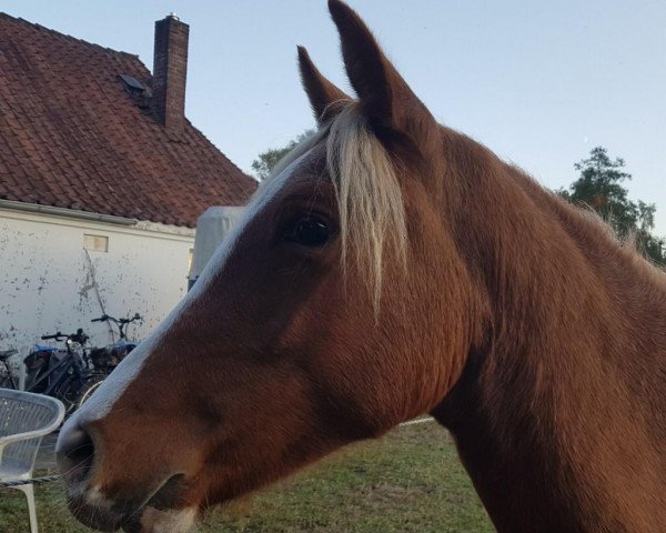 horse N-Dorfkind (German Riding Pony, 2017, from Heidbergs Nancho Nova)