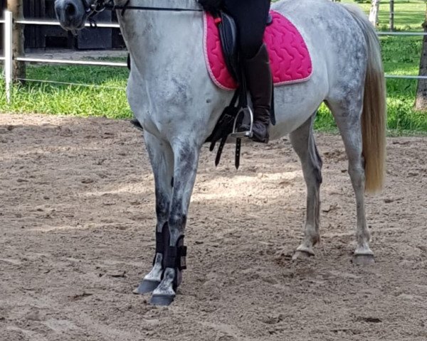 horse Crispie (German Riding Pony, 2009, from Heidbergs Nancho Nova)