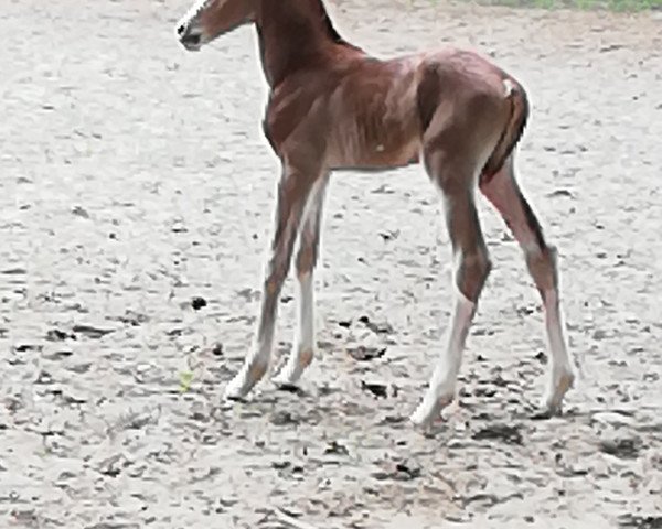 horse Chardonnay de luxe (German Riding Pony, 2019, from Calimero)