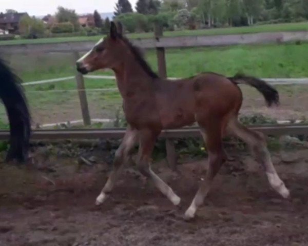 horse Salicanto (Hanoverian, 2019, from Salitano H.o.)