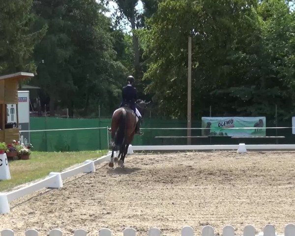 Reitturnier Düren - An der Kuhbrücke 2016