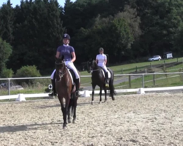 Reitturnier Bühren-Breckerfeld 2016