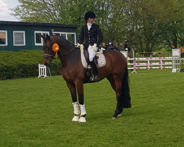 Dressurpferd Timberland 26 (Oldenburger, 2015, von Tolegro) Dressurpferd Timberland 26 (Oldenburger, 2015, von Tolegro)