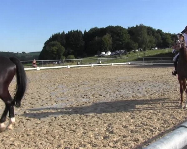 Reitturnier Bühren-Breckerfeld 2016