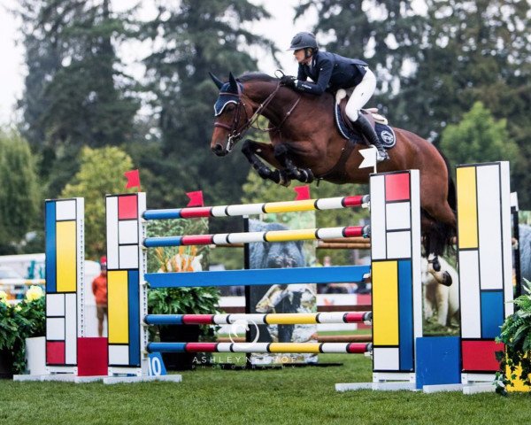 jumper Celena VDL (KWPN (Royal Dutch Sporthorse), 2007, from Mr Blue)