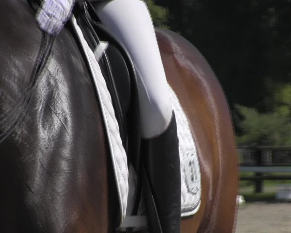 Reitturnier Recklinghausen 2016