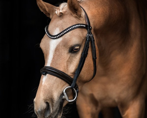 dressage horse Good Heart (German Riding Pony, 2015, from Going East)